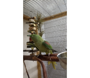 Александрийский попугай, самка